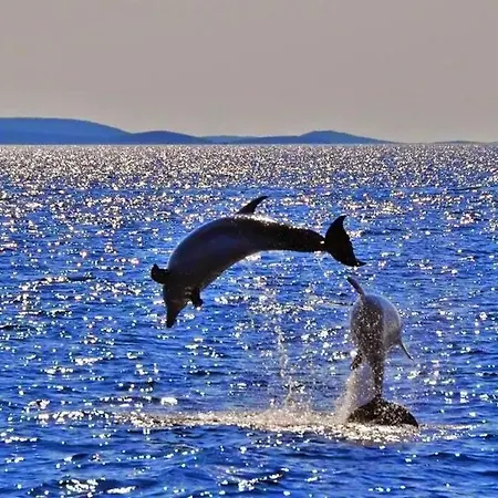 Franceska Apartman *